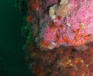 plumrose and cup corals